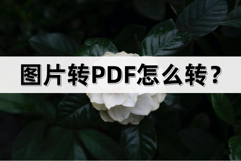 pdf的图片怎么转word,扫描图片转成pdf电子版