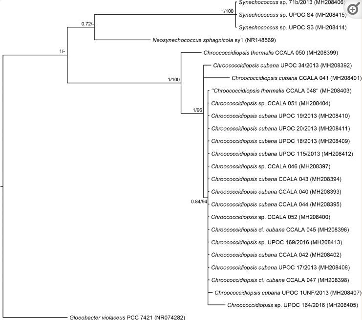 蓝藻球菌的完整细胞MALDI-TOF质谱分析，用于分类和鉴定标记蛋白