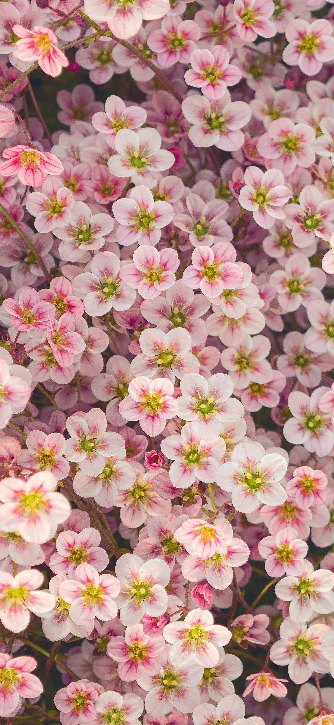 荷花荷叶壁纸图片大全,荷叶手机壁纸高清图片