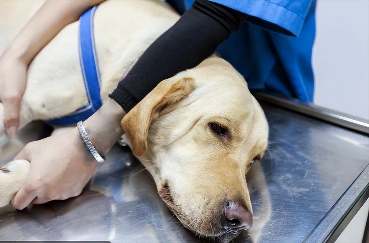 狗狗交配途中被打断，会带来什么影响？