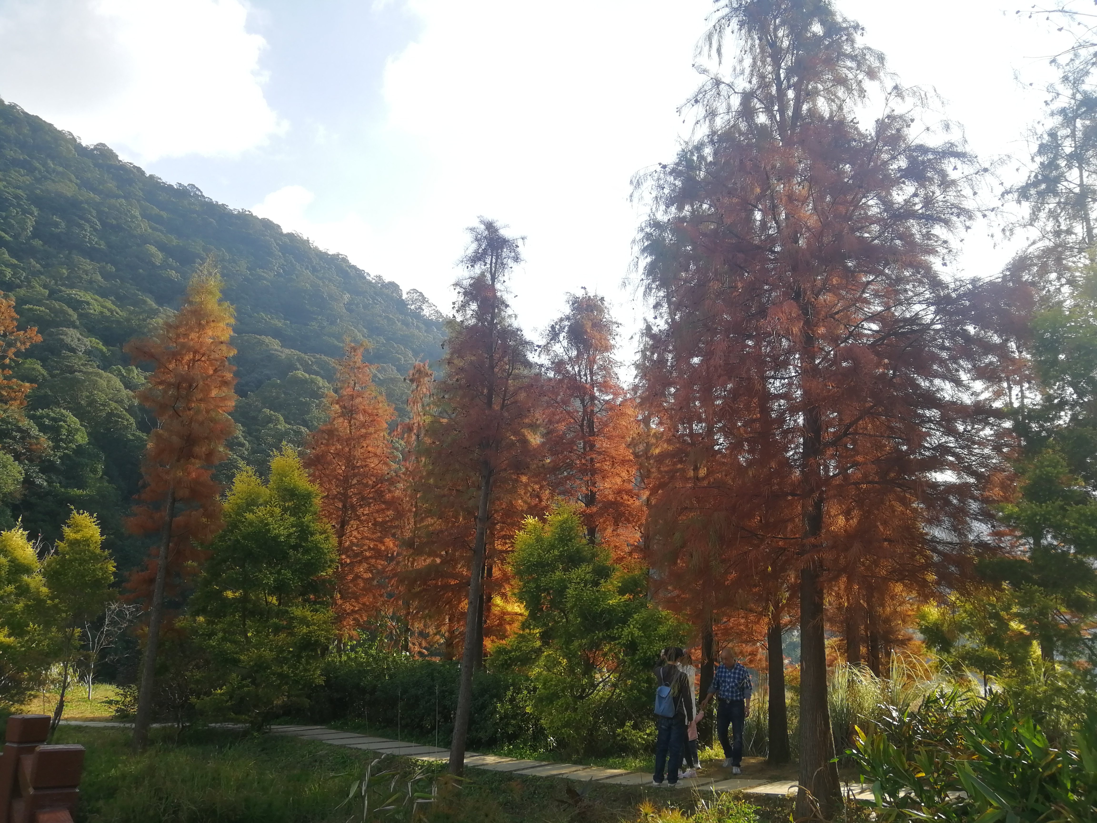 石门森林公园樱花谷交通线路,从化石门公园枫叶