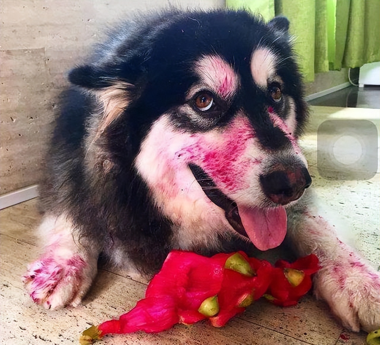 阿拉斯加值得买保险吗,朱顶红阿拉斯加的优缺点