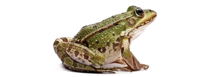 小青蛙呱呱呱,小青蛙