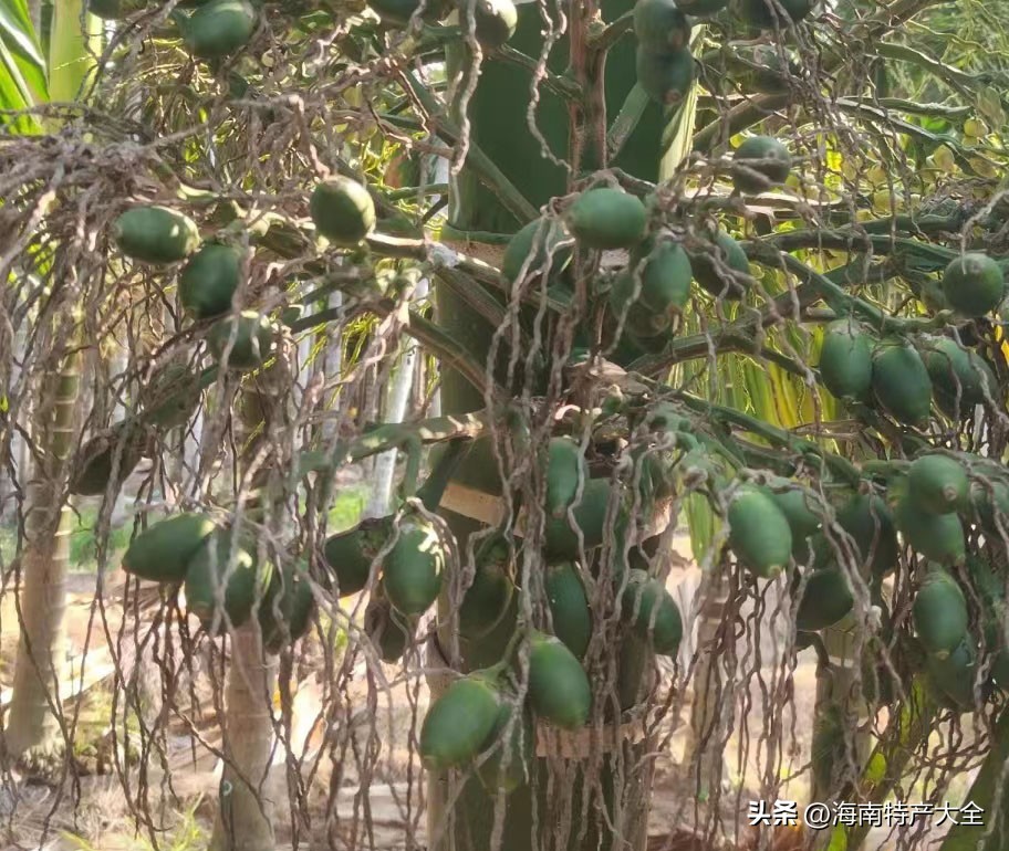 海南槟榔生果价格今报,2023年海南槟榔价格