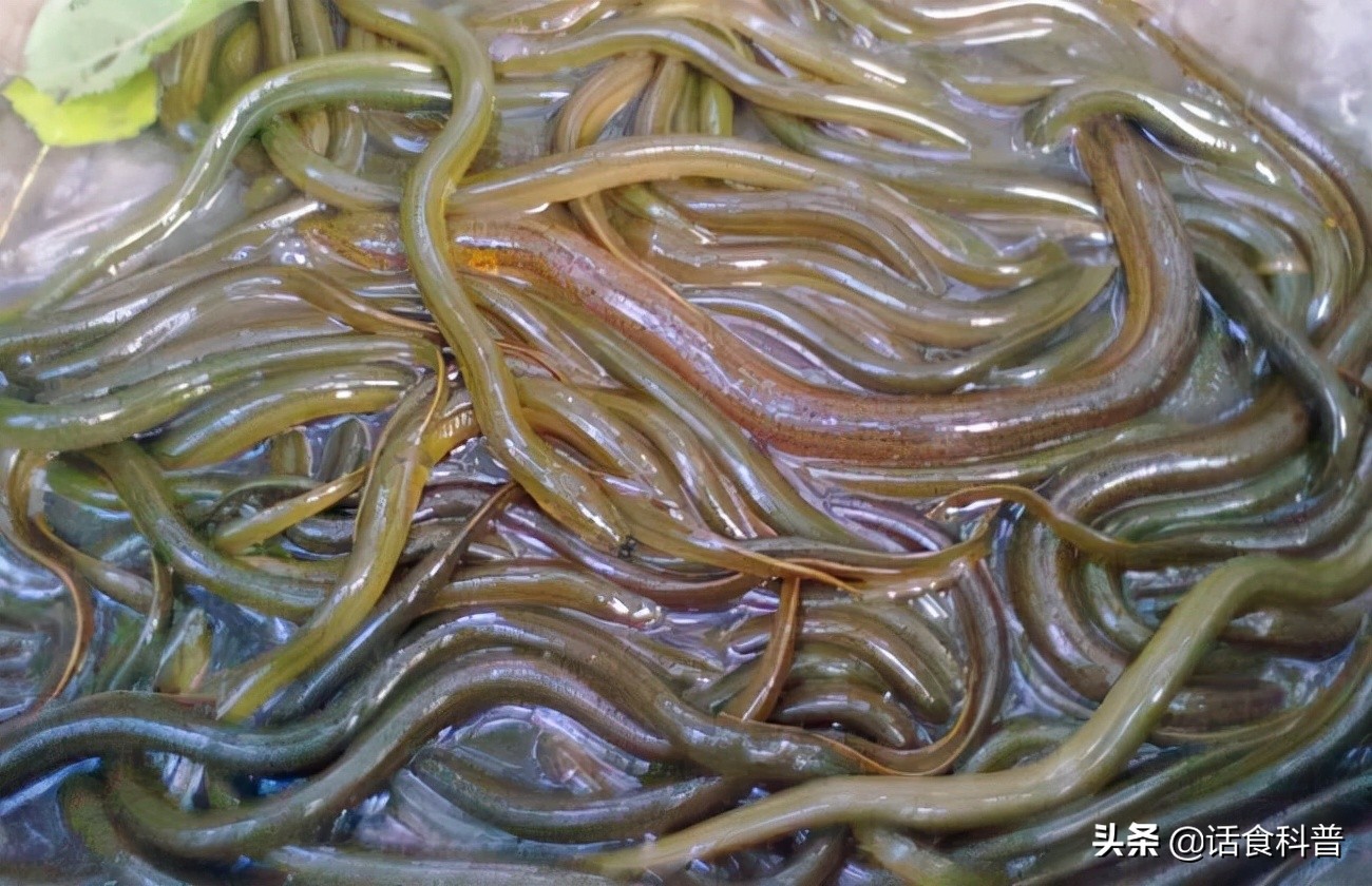 黄鳝对人有什么好处,男人长期吃黄鳝的好处