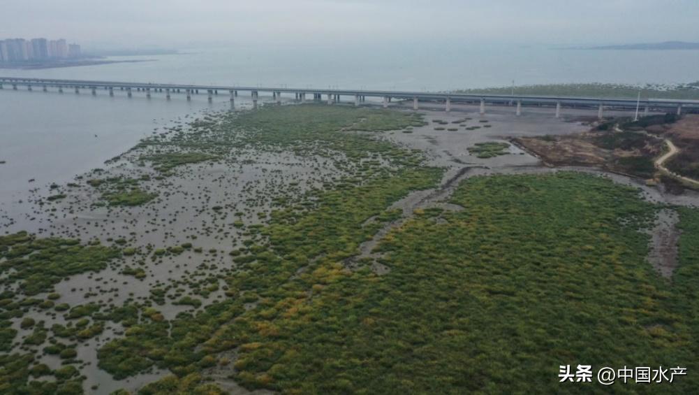 水生外来物种入侵防控工作方案,水生动物防疫