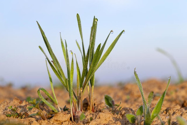 叶茂中是得的什么癌,叶茂中什么癌症