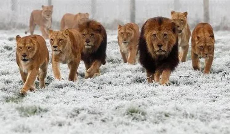 厌女是指对女性的厌恶吗,厌女带来了什么