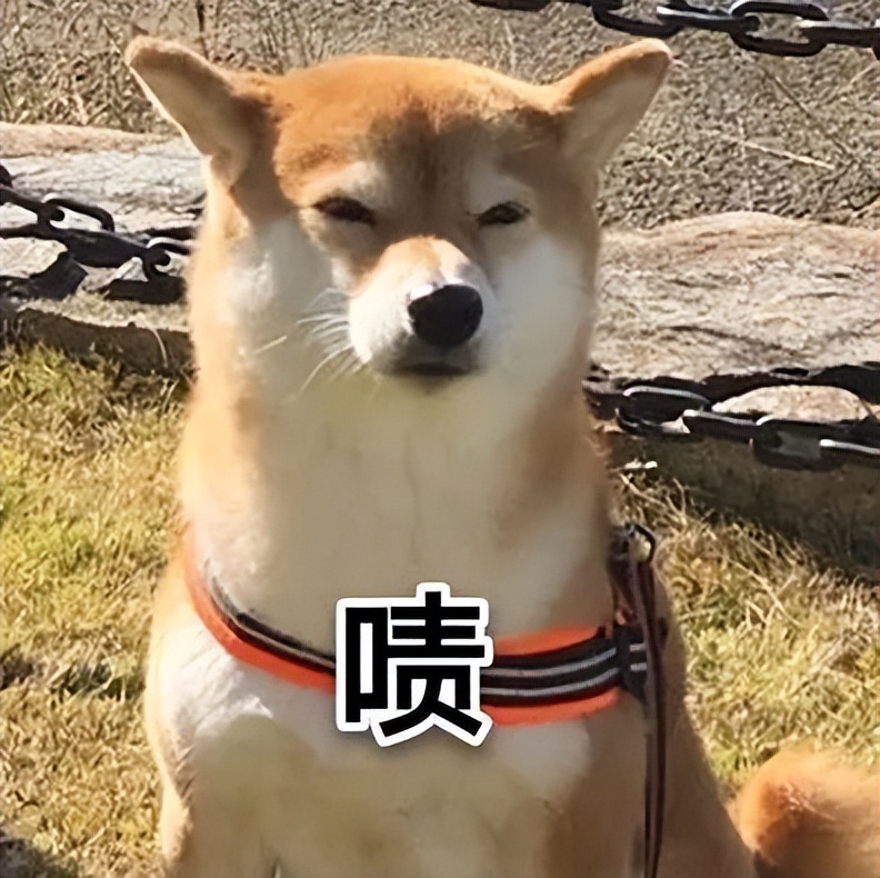 没有耐心千万别养这几种狗,这5种狗怎么感觉很少人养