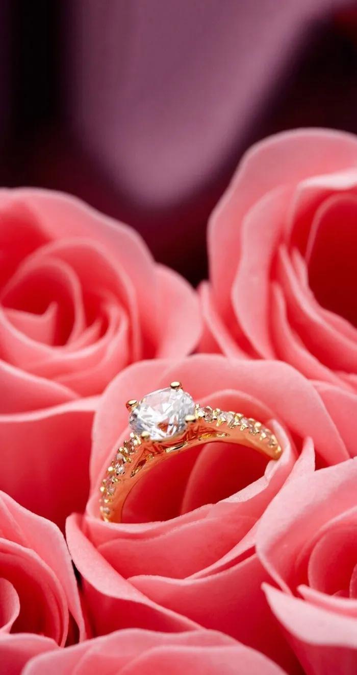 520浪漫玫瑰花壁纸,红玫瑰花壁纸大图