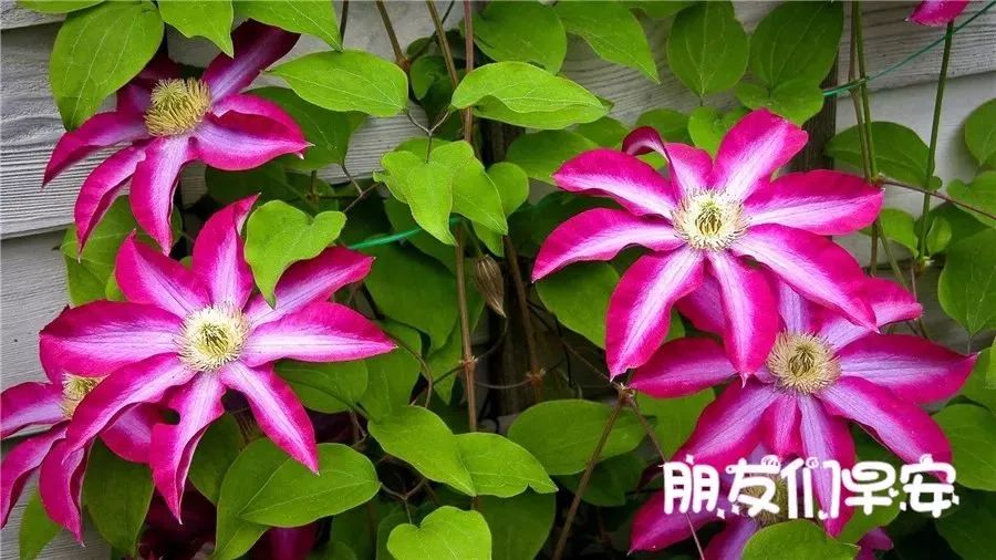 适合早上开心的朋友圈图片,早晨好图片最新朋友圈