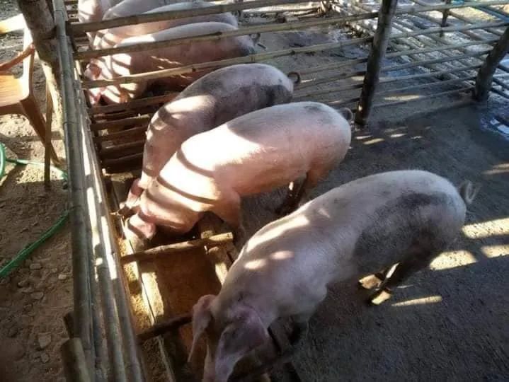 缅甸粮食涨价原因,缅甸玉米养殖成本