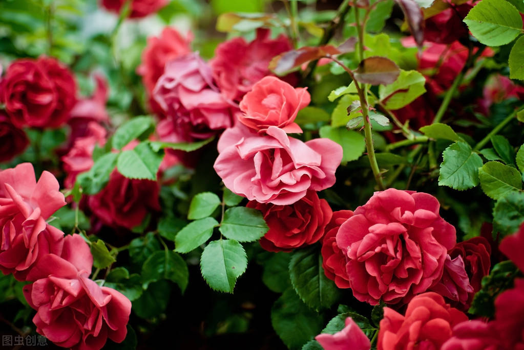 玫瑰花是爱情的象征还是祝福,玫瑰花表达爱情的最佳象征