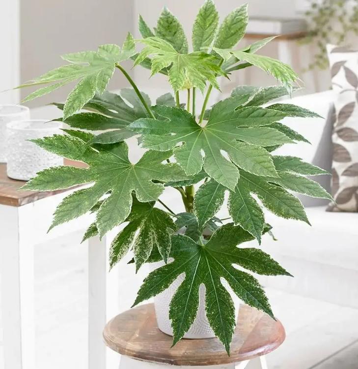 办公室适合摆放什么盆栽植物,老板摆放办公室十种最旺气的盆栽