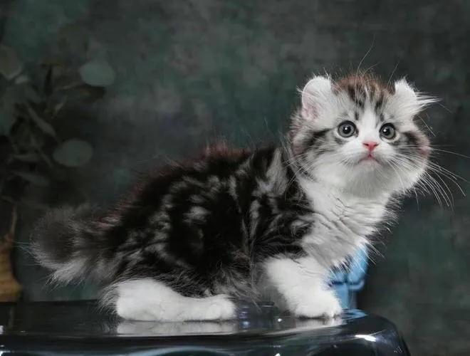 灰色猫咪是什么品种,玳瑁猫咪是什么品种