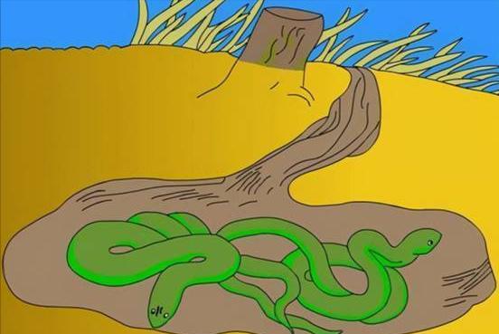 海南巨蟒为报恩甘愿当保姆,两名男子救下巨蟒