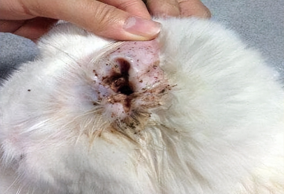 如果狗狗体内有虫有什么症状,狗狗没有耳螨但是耳朵老臭怎么办