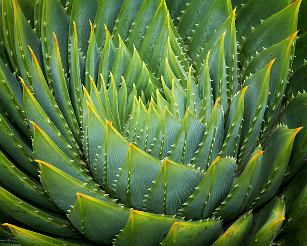 百种鲜花图片欣赏,十种最美丽的鲜花