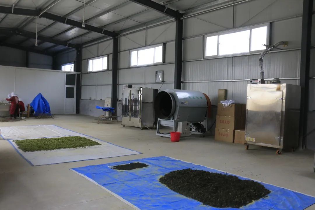 特色产业助力乡村振兴|鄌郚杜仲“小”雄花助农“大”增收