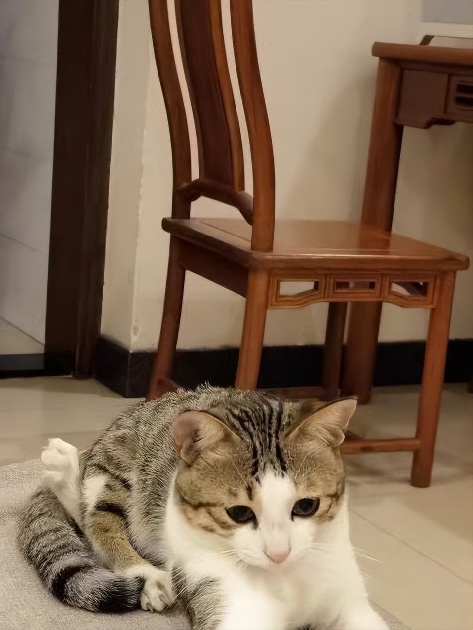 猫掉毛用什么猫粮好,hagennutrience猫粮怎么样