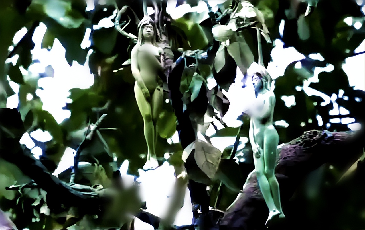 传闻中“女人树”你见过吗?果实神似女人,为何当地人不敢食用?