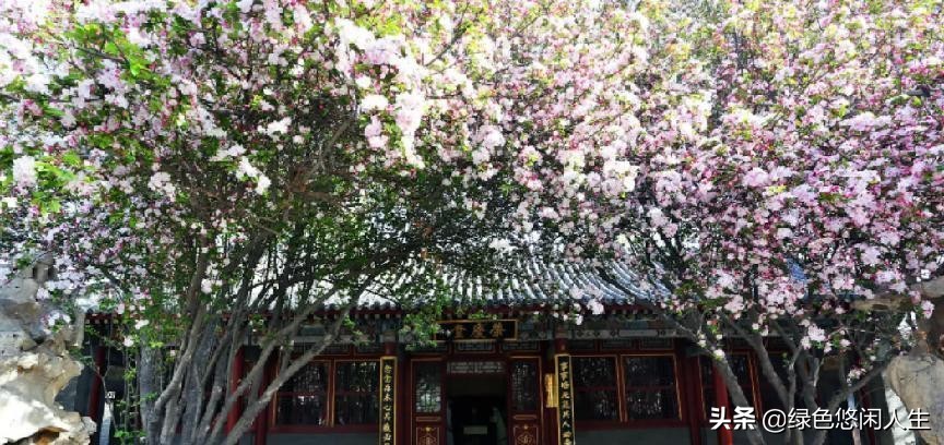 玉堂春富贵指哪些花,玉堂锦绣富贵春寓意