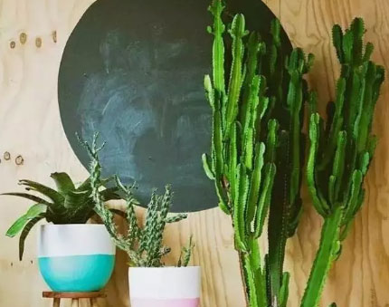 新房种什么植物吸甲醛,什么植物吸甲醛第一名