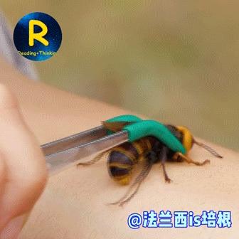 虎头蜂咬死多少蜜蜂,黑尾胡蜂爬进蜜蜂窝咬死蜜蜂