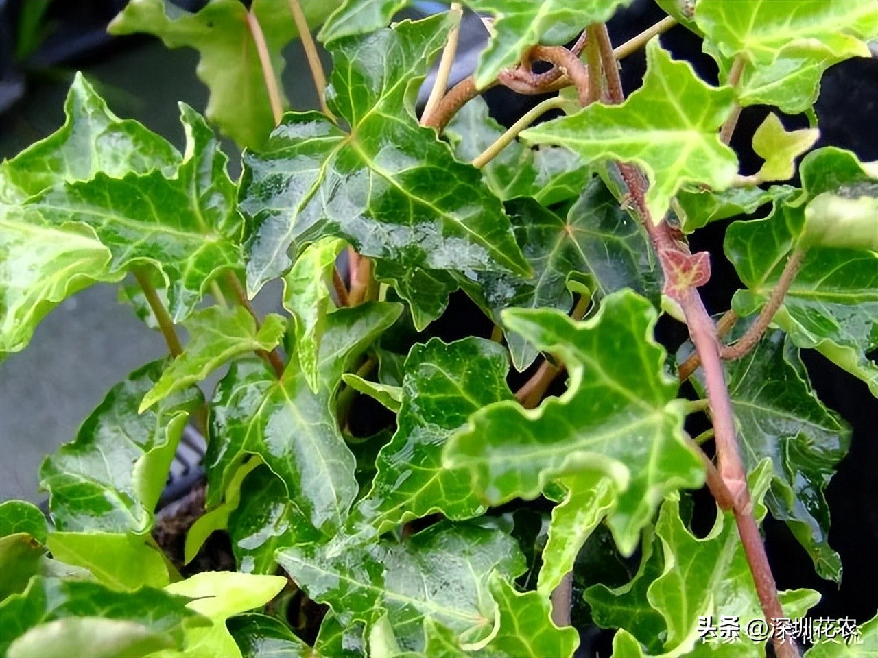 吸收甲醛的最好植物长藤,净化空气最佳植物常春藤