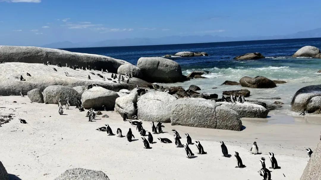 南非有三个首都，盛产黄金钻石茶叶，有企鹅，到野生动物园看狮子