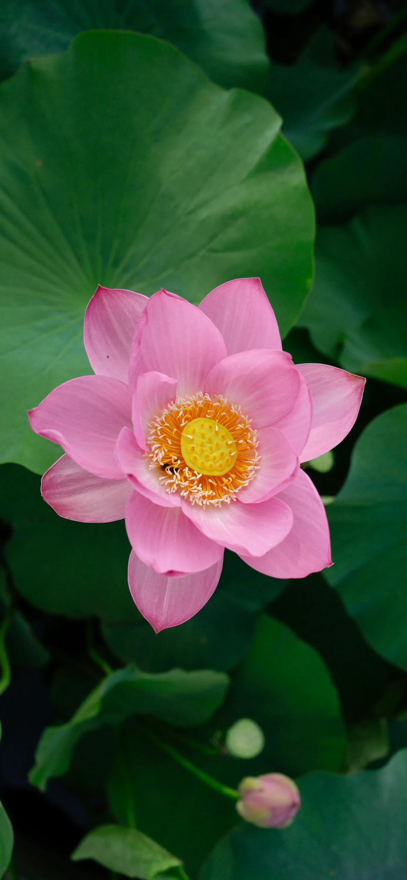 全屏荷花手机壁纸,唯美荷花手机壁纸