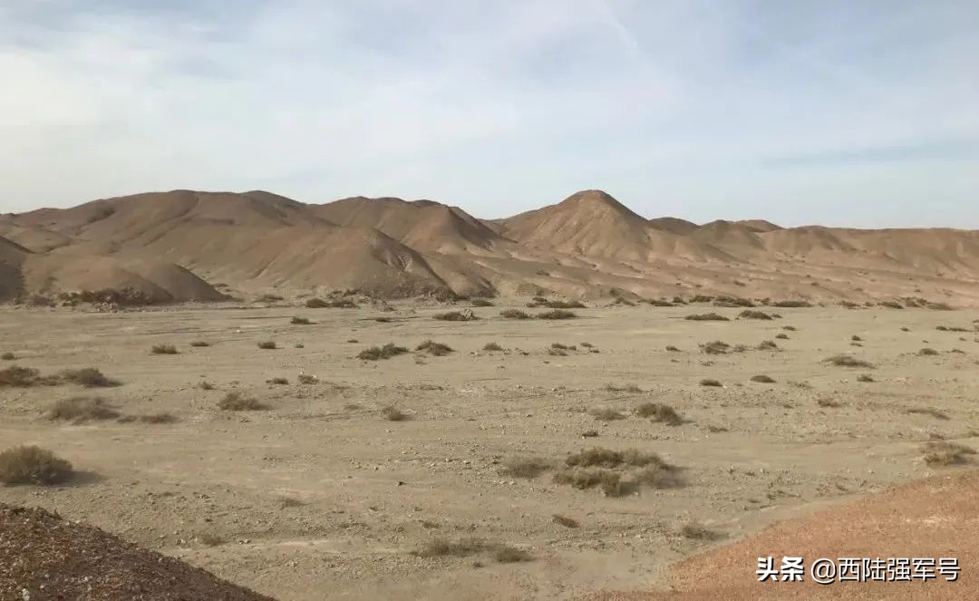 戈壁植树技术,沙漠种树前景如何