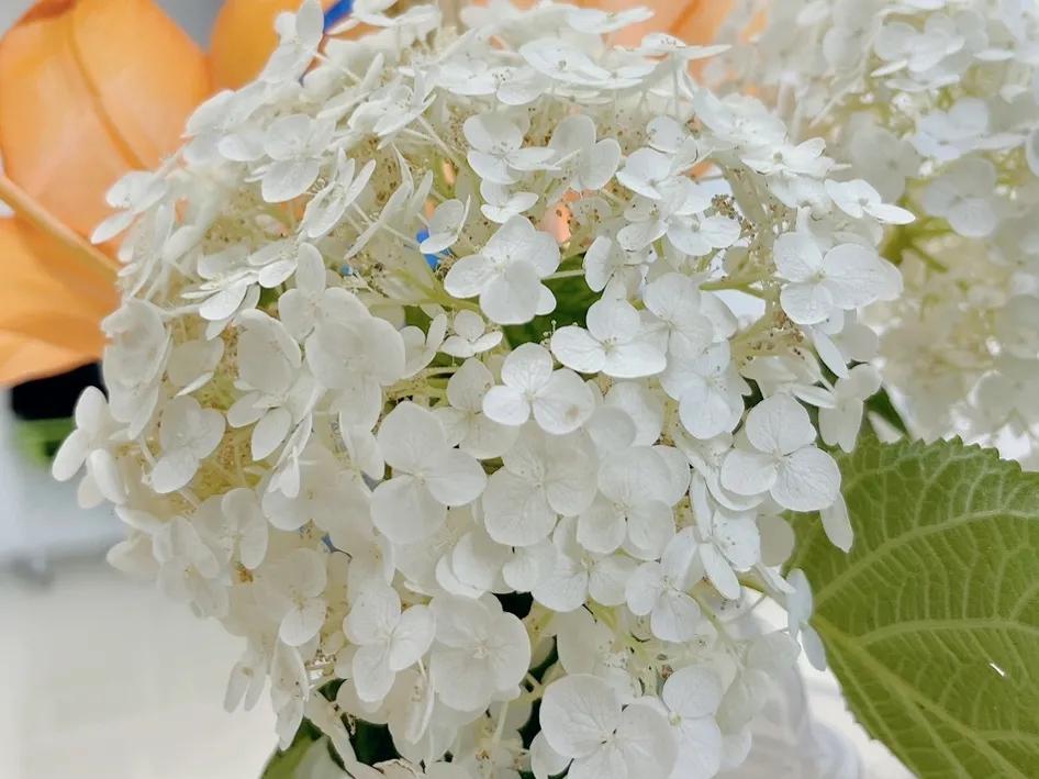 开眼界了!五大突出特征让这种“球花”魔力无限,人见人爱