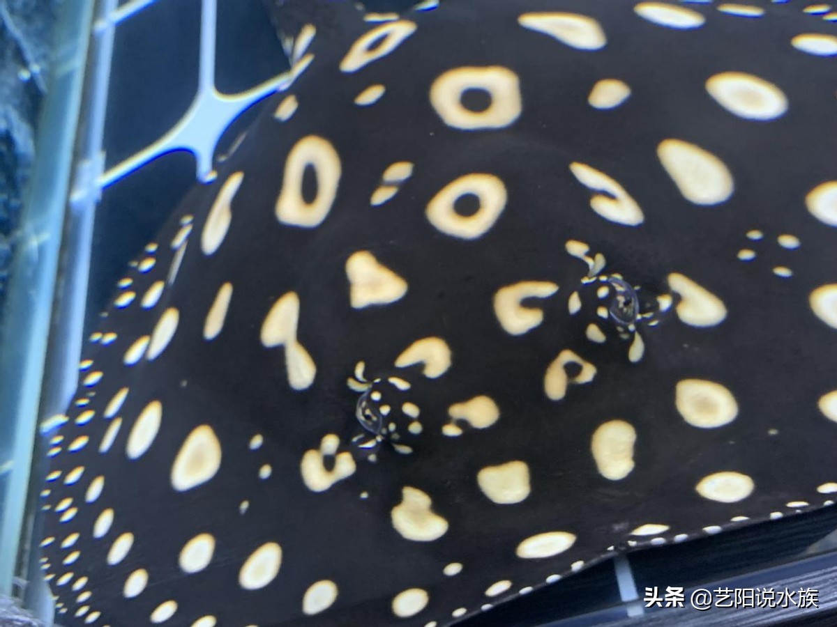 黑白皇冠魟鱼怎么看品相,皇冠魟鱼黑帝魟鱼哪个好养