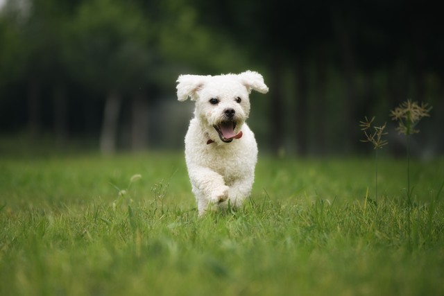 宠物医院好心人,宠物医院没病找病