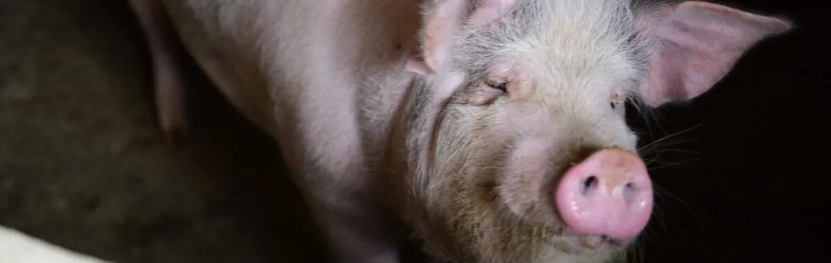 小猪佩奇古诗词故事,小猪佩奇游子吟