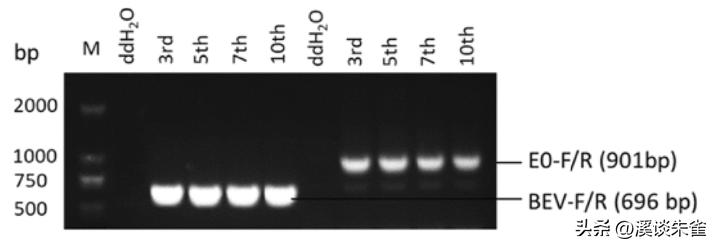 牛流行性腹泻疫苗免疫结果,肠道病毒疫苗终身受益吗
