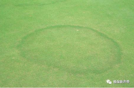 草坪要除草的方法,草坪锈病的病害预测及防治策略