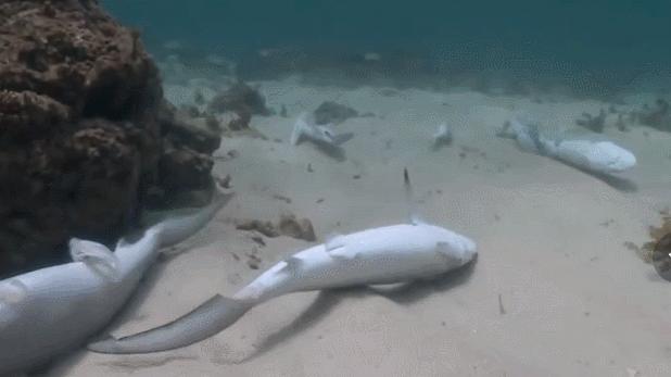 鲨鱼被割掉鱼鳍还能活多久,现在鲨鱼每年有多少被杀