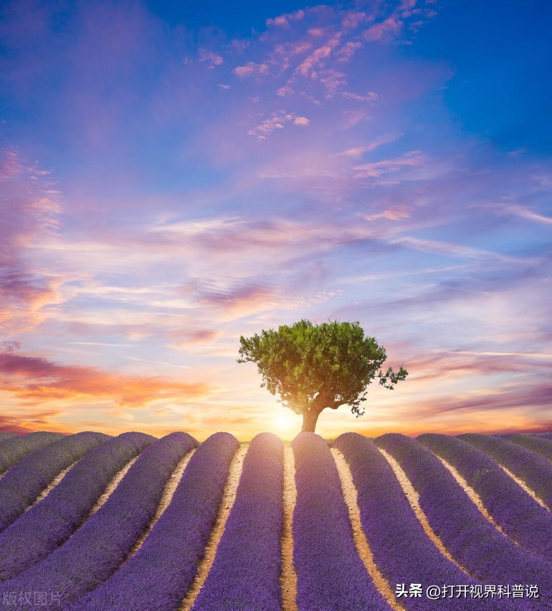 世界上最大的熏衣草田,世界著名的薰衣草田
