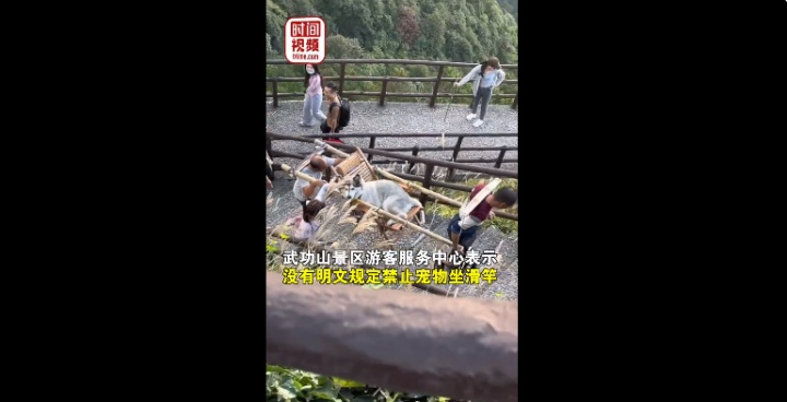 江西武功山狗坐轿子视频,江西狗坐轿子事件