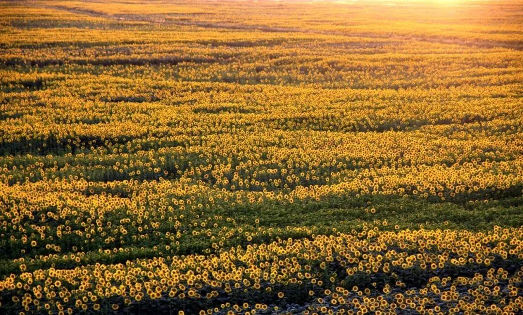 巴彦淖尔游玩推荐,巴彦淖尔旅游必去十大景点