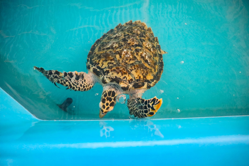 斯里兰卡旅游攻略必去景点,斯里兰卡最佳旅游攻略