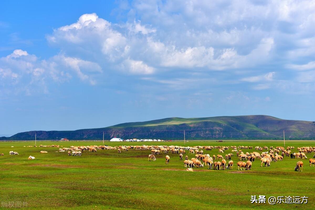 呼伦贝尔烤全羊烤全牛,呼伦贝尔大草原烤全羊