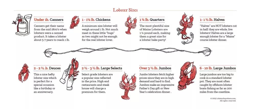 怎么挑选波龙,玫瑰龙虾和波龙的区别在哪