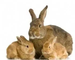 好玩又能赚钱的好项目,好玩又能挣钱的东西靠谱吗