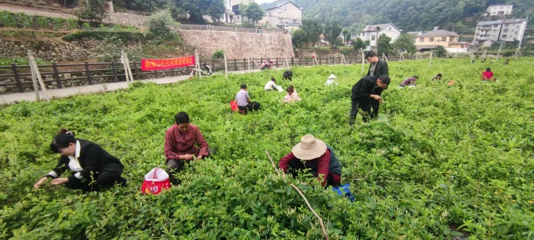 共同缔造行动计划,共同缔造美丽家园行动方案