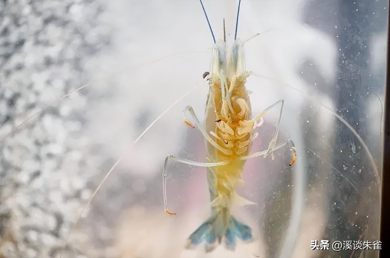 白斑病毒对对虾的影响,白对虾白斑病毒