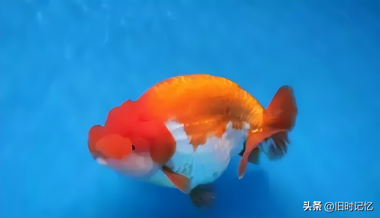 蝶尾金鱼怎么养,龙睛金鱼怎么养