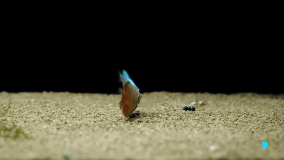 热带观赏鱼图片唯美大全,热带观赏鱼动图